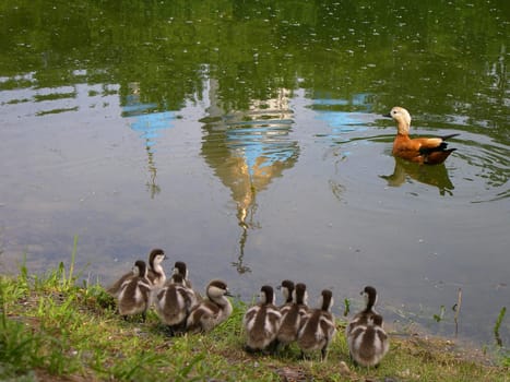 duck teaches duckling to sail on pond with reflecting church