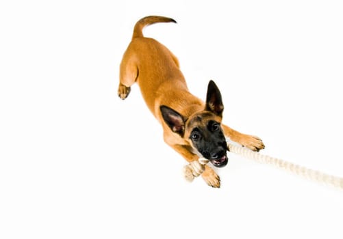 Malinois puppy with rope against white background