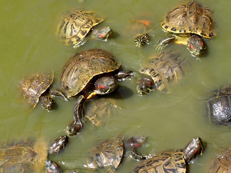 Red-eared turtles