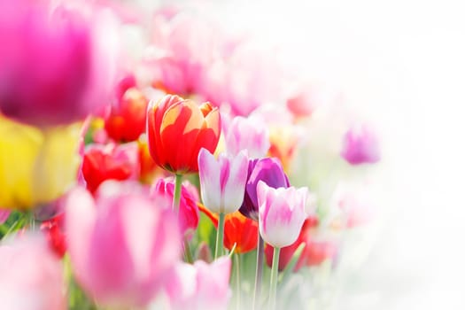 Tulips,Highkey