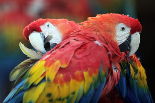Parrot in Love (Ara macao)