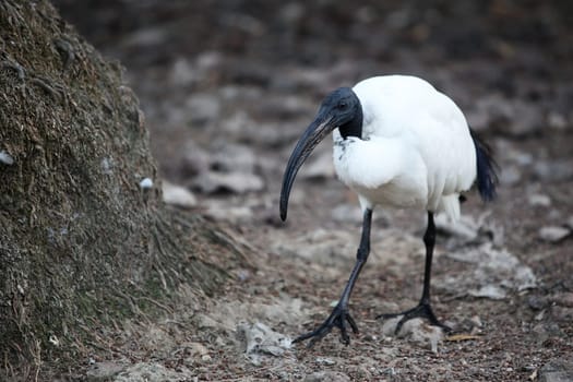 Ibis posing ( Moluccan ibis )