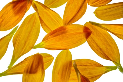 Floral Petal Macro