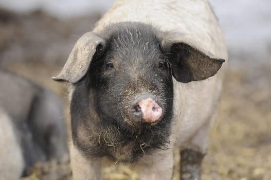 Pig