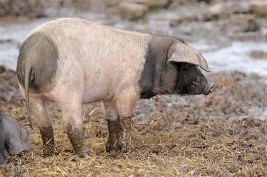 Piglet