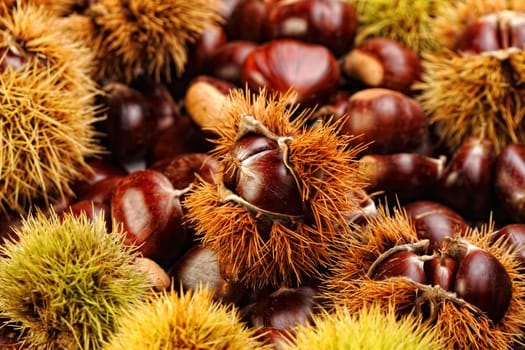 chestnut background