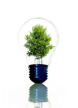 Green plant in light bulb
