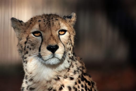 CheetahPortrait