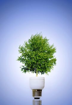 Green plant in light bulb