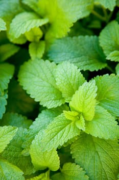 Mint - menthe
