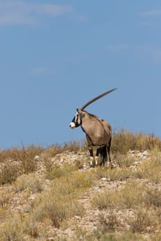 Gemsbok Ridge