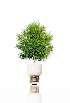 Green plant in light bulb