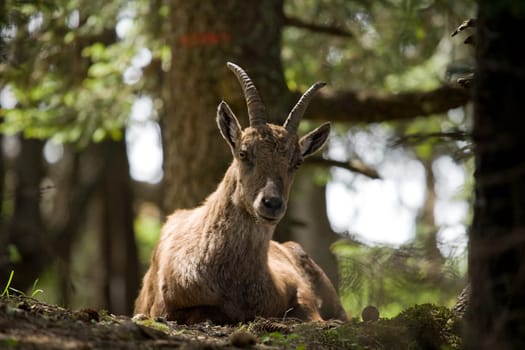 Ibex