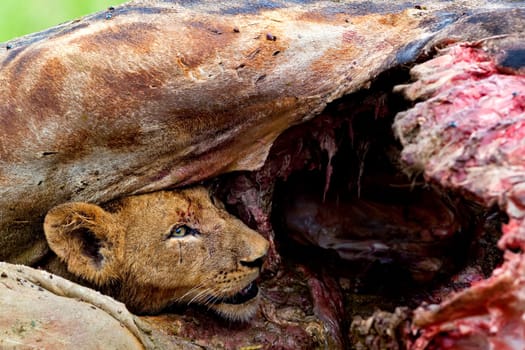 Lion Feeding