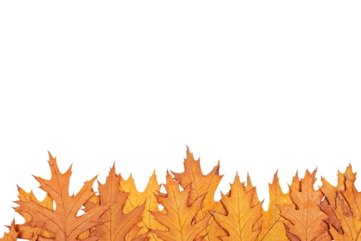 Autumn border
