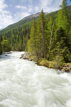 Forest by the river