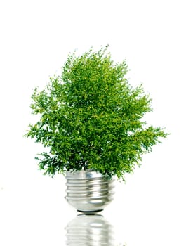 Green plant in light bulb