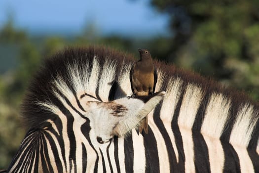 Juvenile Oxpecker