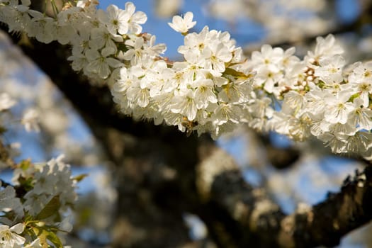 Blossoms Apple Tree