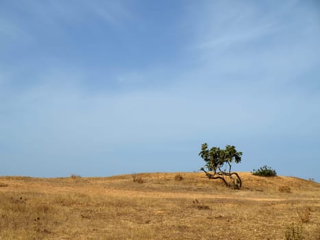 Lonely olive tree in Portugal,Algarve