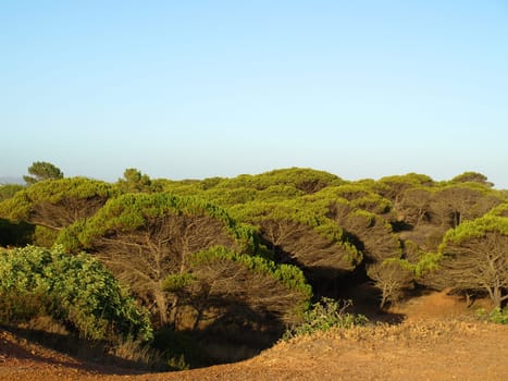 Pine forest in Portugal,Algarve