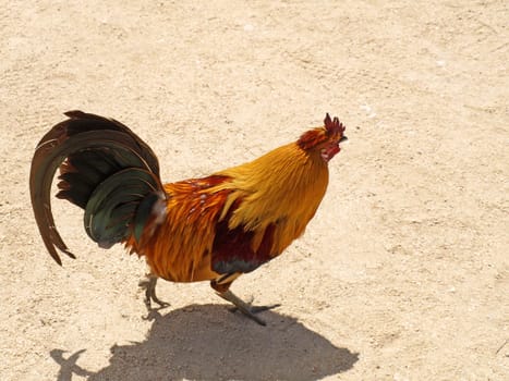 Portuguese Rooster