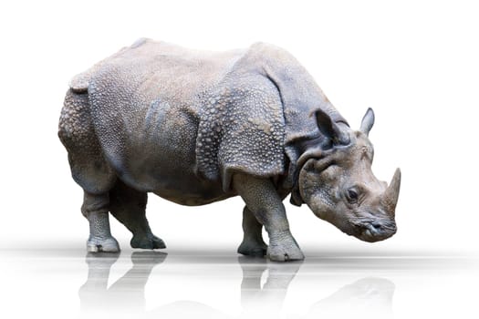 Rhinoceros wd346