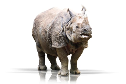 Rhinoceros wd347