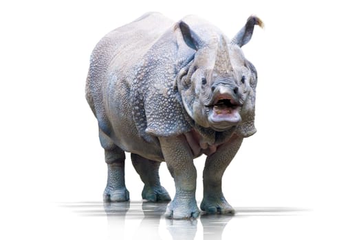 Rhinoceros wd348