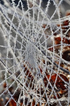 Spider web with hoarfrost