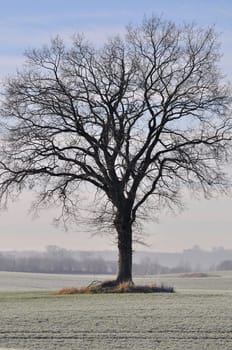 European beech in winter - Fagus-sylvatica