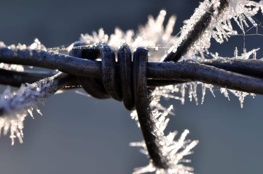 Barbed wire with hoarfrost