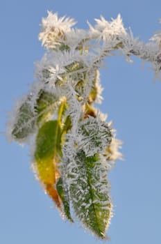 Ice Crystals