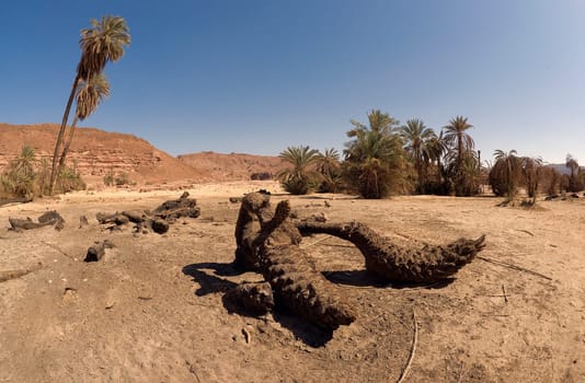 The Dying Oasis of el Ahmed