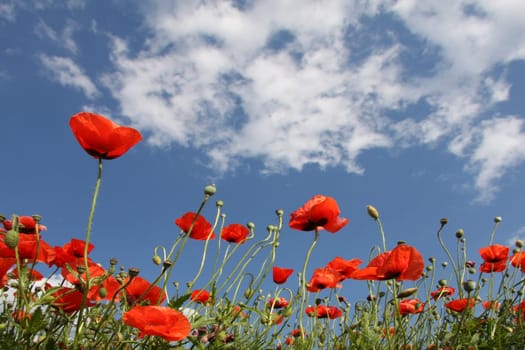 Poppy meadow