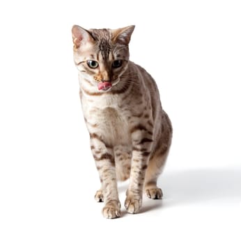 Cream colored bengal tiger cat