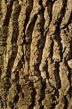 Oak bark