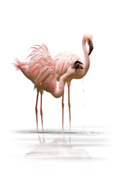 Flamingos wd17