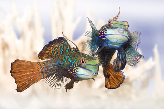 Mandarin Lyrefish wd18