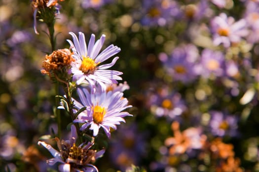 Aster