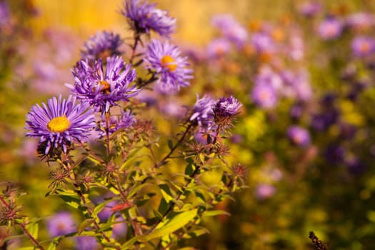 Aster