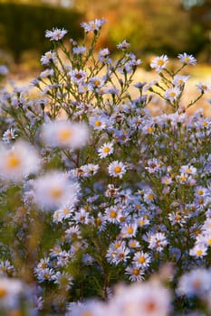 Aster