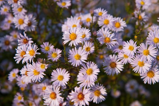 Aster