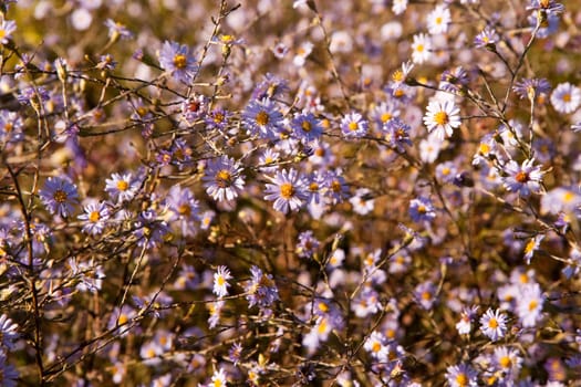 Aster