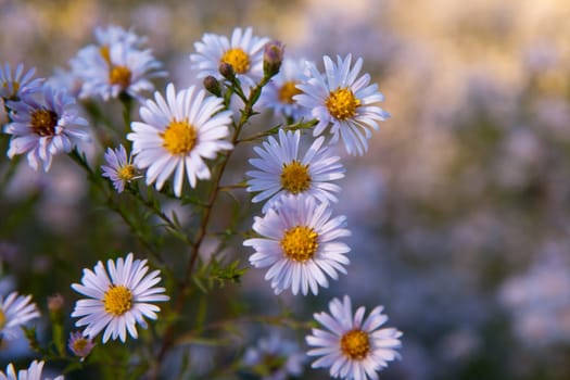 Aster