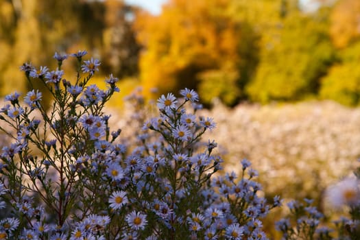 Aster