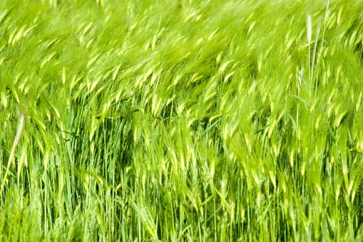 green plant