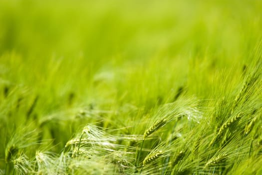 green plant