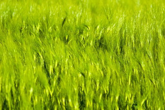 green plant