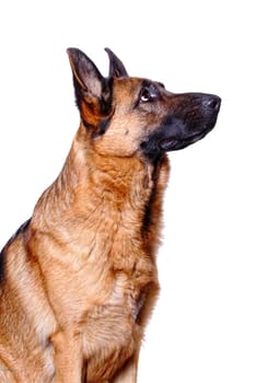 german shepard isolated on white